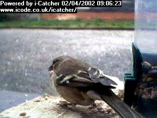 Picture of a chaffinch, taken with the iCatcher Digital CCTV software