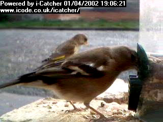 Picture of a chaffinch, taken with the iCatcher Digital CCTV software