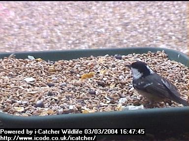 Picture of a coal tit, taken with the iCatcher Digital CCTV software