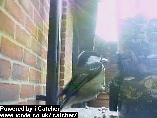 Picture of a coal tit, taken with the iCatcher Digital CCTV software