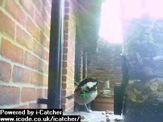 Picture of a coal tit, taken with the iCatcher Digital CCTV software