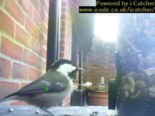 Picture of a coal tit, taken with the iCatcher Digital CCTV software