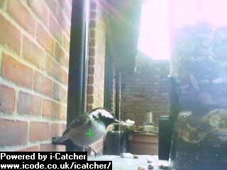 Picture of a coal tit, taken with the iCatcher Digital CCTV software