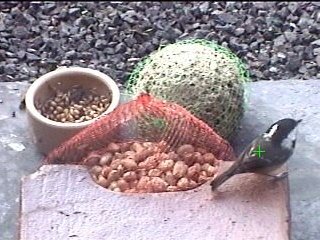 Picture of a coal tit, taken with the iCatcher Digital CCTV software