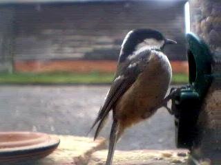 Picture of a coal tit, taken with the iCatcher Digital CCTV software