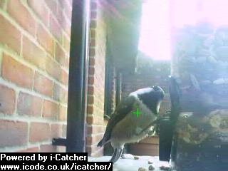 Picture of a coal tit, taken with the iCatcher Digital CCTV software