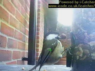 Picture of a coal tit, taken with the iCatcher Digital CCTV software