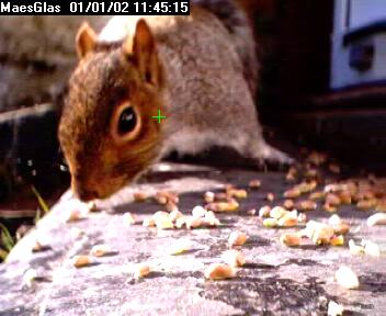 Picture of a squirrel, taken with the iCatcher Digital CCTV software