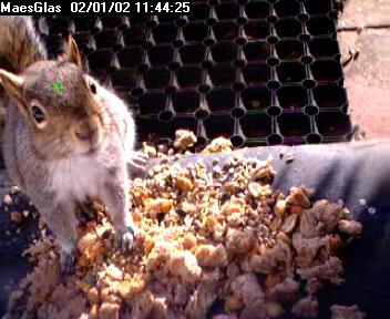 Picture of a squirrel, taken with the iCatcher Digital CCTV software