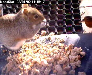 Picture of a squirrel, taken with the iCatcher Digital CCTV software