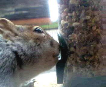 Picture of a squirrel, taken with the iCatcher Digital CCTV software