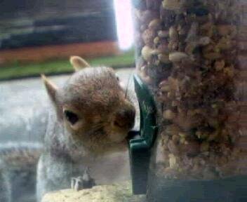 Picture of a squirrel, taken with the iCatcher Digital CCTV software