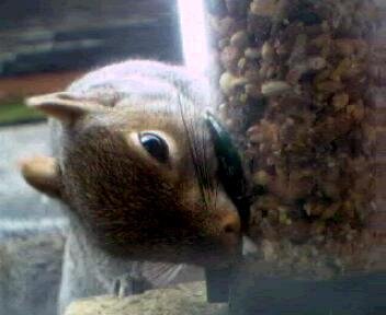 Picture of a squirrel, taken with the iCatcher Digital CCTV software