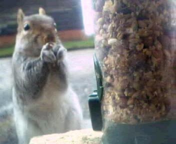 Picture of a squirrel, taken with the iCatcher Digital CCTV software