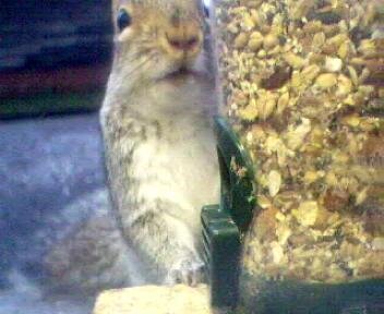 Picture of a squirrel, taken with the iCatcher Digital CCTV software