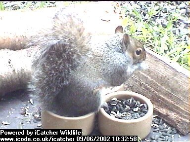 Picture of a squirrel, taken with the iCatcher Digital CCTV software