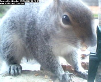 Picture of a squirrel, taken with the iCatcher Digital CCTV software