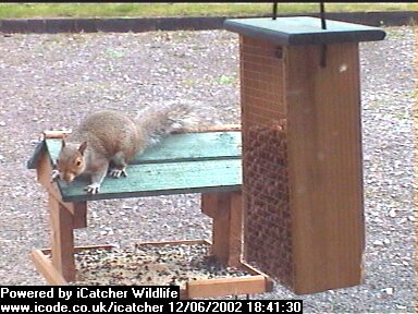 Picture of a squirrel, taken with the iCatcher Digital CCTV software