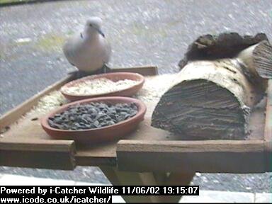 Picture of a collard dove, taken with the iCatcher Digital CCTV software