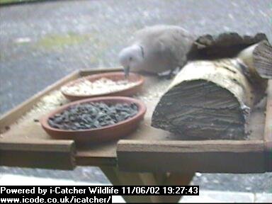 Picture of a collard dove, taken with the iCatcher Digital CCTV software