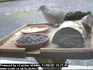 Picture of a collard dove, taken with the iCatcher Digital CCTV software