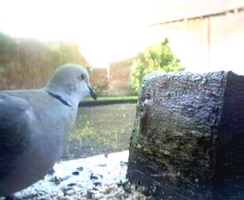 Picture of a collard dove, taken with the iCatcher Digital CCTV software