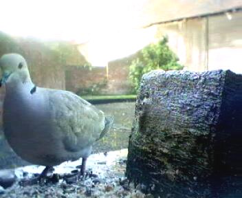 Picture of a collard dove, taken with the iCatcher Digital CCTV software