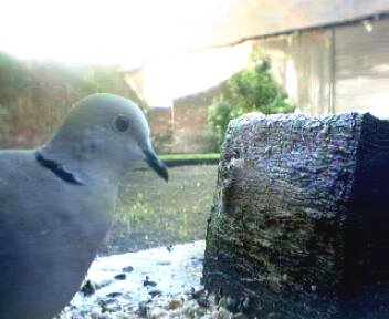 Picture of a collard dove, taken with the iCatcher Digital CCTV software