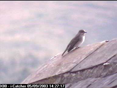 Picture of a spotted flycatcher, taken with the iCatcher Digital CCTV software