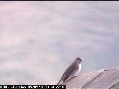 Picture of a spotted flycatcher, taken with the iCatcher Digital CCTV software