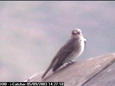 Picture of a spotted flycatcher, taken with the iCatcher Digital CCTV software