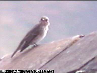 Picture of a spotted flycatcher, taken with the iCatcher Digital CCTV software