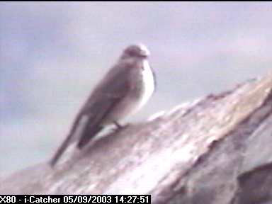 Picture of a spotted flycatcher, taken with the iCatcher Digital CCTV software