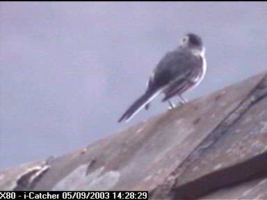Picture of a wagtail, taken with the iCatcher Digital CCTV software