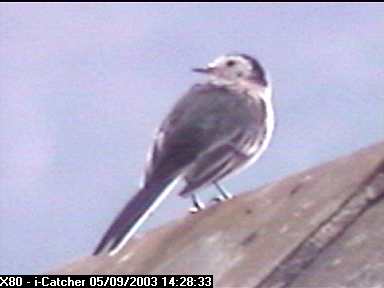 Picture of a wagtail, taken with the iCatcher Digital CCTV software