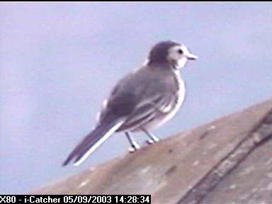 Picture of a wagtail, taken with the iCatcher Digital CCTV software