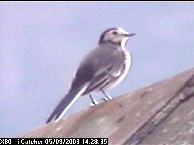 Picture of a wagtail, taken with the iCatcher Digital CCTV software