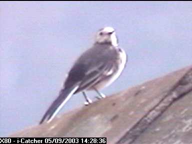 Picture of a wagtail, taken with the iCatcher Digital CCTV software