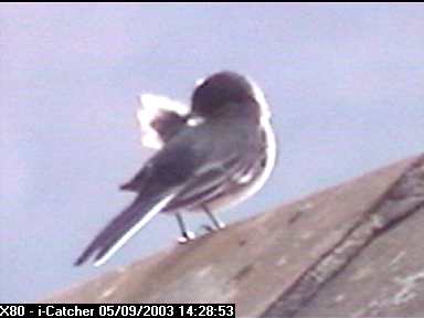 Picture of a wagtail, taken with the iCatcher Digital CCTV software