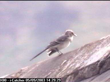 Picture of a spotted flycatcher, taken with the iCatcher Digital CCTV software