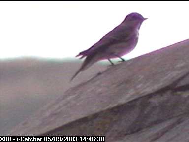 Picture of a spotted flycatcher, taken with the iCatcher Digital CCTV software