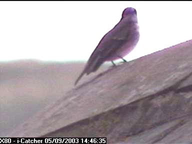 Picture of a spotted flycatcher, taken with the iCatcher Digital CCTV software