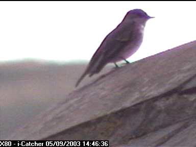 Picture of a spotted flycatcher, taken with the iCatcher Digital CCTV software