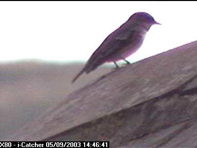 Picture of a spotted flycatcher, taken with the iCatcher Digital CCTV software