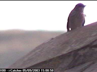 Picture of a spotted flycatcher, taken with the iCatcher Digital CCTV software