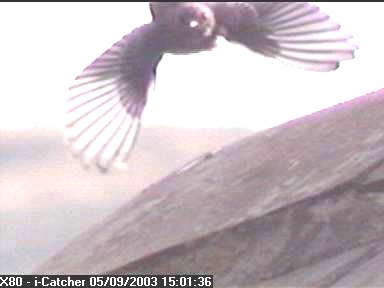 Picture of a spotted flycatcher, taken with the iCatcher Digital CCTV software