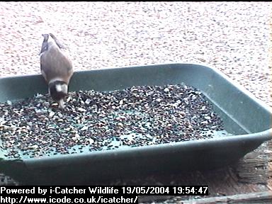 Picture of a goldfinch, taken with the iCatcher Digital CCTV software