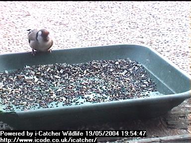 Picture of a goldfinch, taken with the iCatcher Digital CCTV software