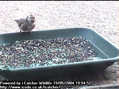 Picture of a goldfinch, taken with the iCatcher Digital CCTV software