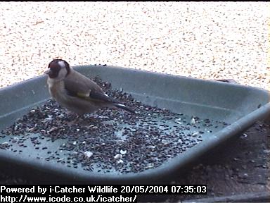 Picture of a goldfinch, taken with the iCatcher Digital CCTV software